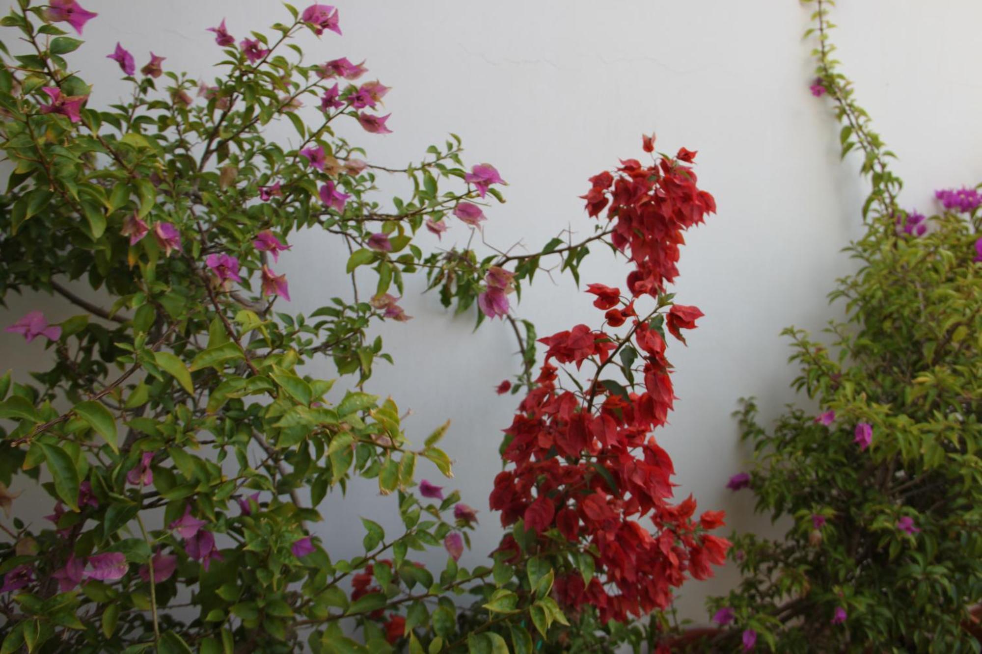 B&B San Lorenzo Bitonto Exterior foto